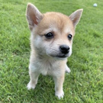 柴犬(豆柴)【千葉県・女の子・2022年7月23日・赤】の写真「まんまる可愛い豆柴ちゃん★」