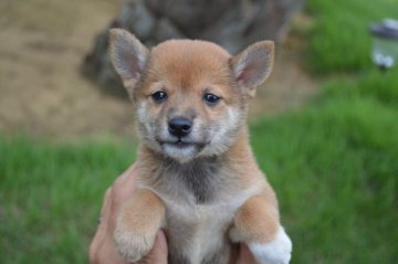 柴犬(豆柴)【千葉県・男の子・2017年7月16日・赤】の写真「可愛らしい豆柴ちゃん★」