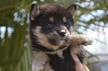 柴犬(標準サイズ)【千葉県・女の子・2020年3月14日・黒】の写真「人なつっこい3姉妹♪」