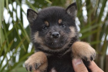 柴犬(標準サイズ)【千葉県・女の子・2019年5月31日・黒】の写真「小ぶりな女の子♪」