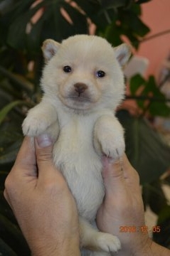 柴犬(豆柴)【千葉県・女の子・2016年10月28日・白】の写真「」