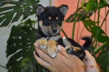 柴犬(標準サイズ)【千葉県・男の子・2015年8月2日・黒】の写真「」