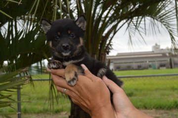 柴犬(標準サイズ)【千葉県・男の子・2019年7月15日・黒】の写真「小ぶりな男の子♪」