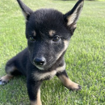 柴犬(標準サイズ)【千葉県・男の子・2024年7月13日・黒】の写真「小さめサイズの柴犬兄弟⭐️」