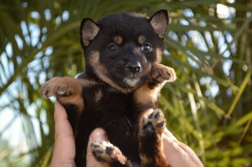 柴犬(豆柴)【千葉県・女の子・2019年10月13日・黒】の写真「小ぶりな男の子♪」