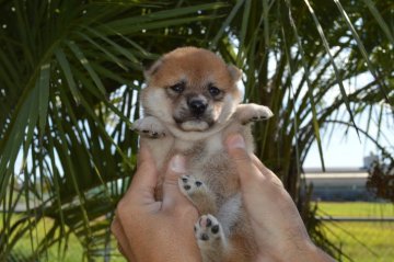 柴犬(標準サイズ)【千葉県・女の子・2019年8月31日・赤】の写真「◎まんまる兄弟◎」