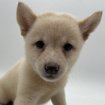 柴犬(標準サイズ)【千葉県・女の子・2024年8月10日・白】の写真「人懐っこい白柴姉妹」