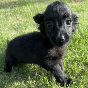 ダップー(ダックスフンド×トイプードル)【千葉県・女の子・2024年7月20日・ブラック】の写真「人気犬種のハーフです🌸」