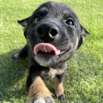 柴犬(標準サイズ)【千葉県・男の子・2024年7月13日・黒】の写真「小さめサイズの柴犬兄弟⭐️」