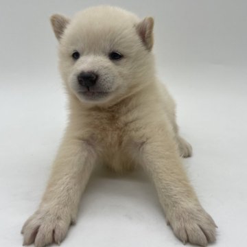 柴犬(標準サイズ)【千葉県・男の子・2024年4月6日・白】の写真「小さめサイズの柴犬兄弟⭐️」