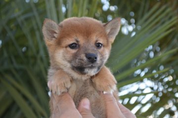 柴犬(豆柴)【千葉県・男の子・2017年9月17日・赤】の写真「可愛らしい男の子★」