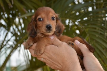 ミニチュアダックスフンド(ロング)【千葉県・男の子・2020年1月3日・レッド】の写真「人懐っこい男の子☆」