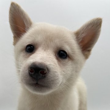 柴犬(標準サイズ)【千葉県・女の子・2024年8月10日・白】の写真「人懐っこい白柴姉妹」