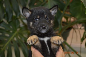 柴犬(標準サイズ)【千葉県・男の子・2015年7月19日・黒】の写真「」