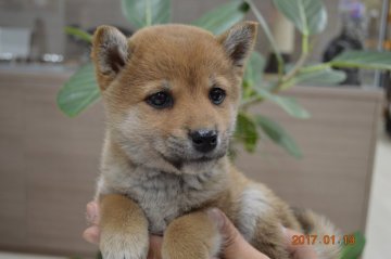 柴犬(標準サイズ)【千葉県・女の子・2016年11月23日・赤】の写真「」