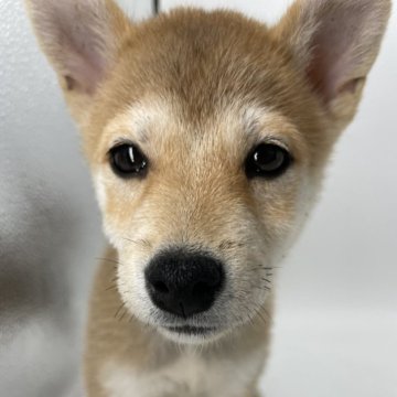 柴犬(標準サイズ)【千葉県・女の子・2024年7月12日・赤】の写真「小さめサイズの柴犬兄弟⭐️」