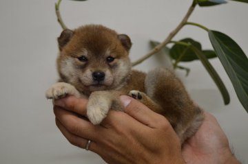 柴犬(標準サイズ)【千葉県・女の子・2017年9月9日・赤】の写真「小さめの柴犬です☆」