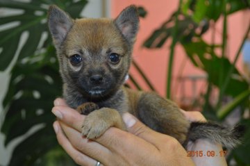 柴犬(豆柴)【千葉県・男の子・2015年7月24日・赤】の写真「」