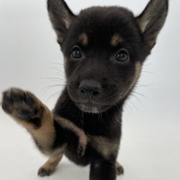 柴犬(標準サイズ)【千葉県・男の子・2024年7月13日・黒】の写真「小さめサイズの柴犬兄弟⭐️」