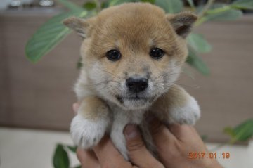 柴犬(標準サイズ)【千葉県・男の子・2016年11月23日・赤】の写真「」