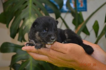 柴犬(標準サイズ)【千葉県・男の子・2014年7月12日・黒】の写真「」