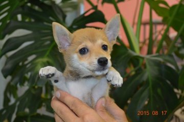 柴犬(豆柴)【千葉県・男の子・2015年6月3日・赤】の写真「」