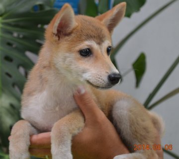 柴犬(豆柴)【千葉県・女の子・2014年4月21日・赤】の写真「」