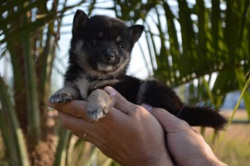 柴犬(標準サイズ)【千葉県・女の子・2019年9月14日・黒】の写真「小ぶりな女の子☆」