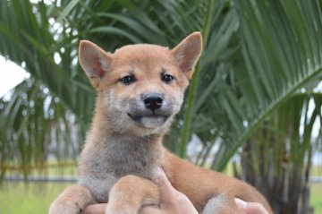 柴犬(標準サイズ)【千葉県・男の子・2017年7月8日・赤】の写真「小ぶりな柴犬です☆」