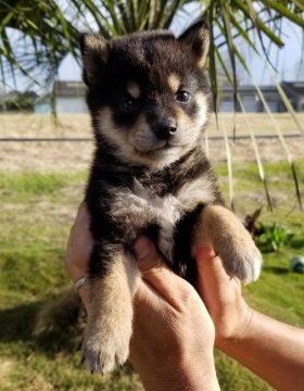 柴犬(豆柴)【千葉県・男の子・2021年3月6日・黒】の写真「表情も性格も可愛い男の子です☺」