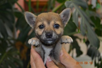 柴犬(豆柴)【千葉県・男の子・2015年7月19日・赤】の写真「」