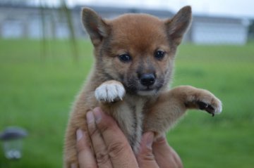 柴犬(豆柴)【千葉県・男の子・2017年7月16日・赤】の写真「可愛らしい豆柴ちゃん★」