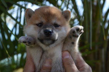 柴犬(標準サイズ)【千葉県・女の子・2019年8月26日・赤】の写真「元気な3兄弟☆」