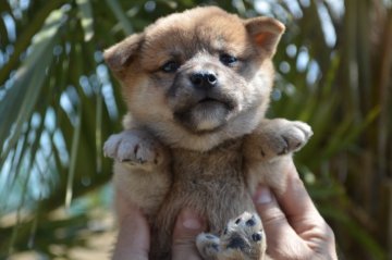 柴犬(標準サイズ)【千葉県・男の子・2020年3月12日・赤】の写真「しっかりした男の子♪」