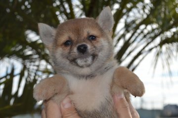 柴犬(標準サイズ)【千葉県・男の子・2019年11月7日・赤】の写真「代々人気者の血統です♪」