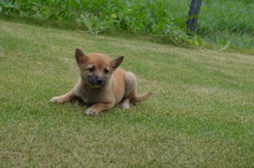 柴犬(豆柴)【千葉県・女の子・2019年7月10日・赤】の写真「元気な3兄弟☆」