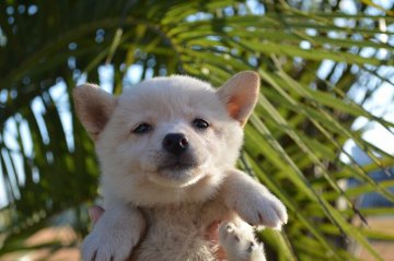 柴犬(標準サイズ)【千葉県・女の子・2019年10月1日・白】の写真「おっとり4姉妹♪」