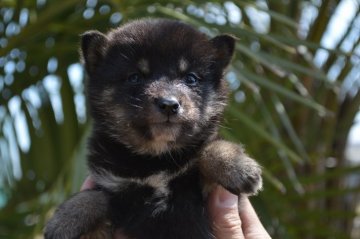 柴犬(標準サイズ)【千葉県・女の子・2020年3月14日・黒】の写真「人なつっこい3姉妹♪」