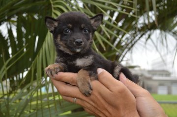 柴犬(豆柴)【千葉県・男の子・2019年7月15日・黒】の写真「小さな豆柴くん♪」