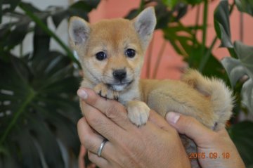 柴犬(豆柴)【千葉県・女の子・2015年7月21日・赤】の写真「」