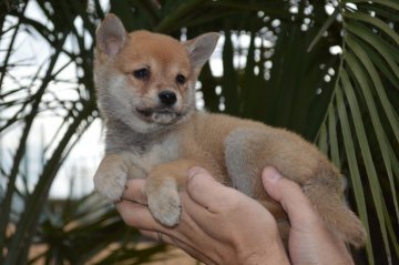 柴犬(標準サイズ)【千葉県・男の子・2019年12月3日・赤】の写真「小ぶりな男の子♪」