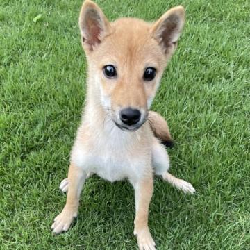 柴犬(標準サイズ)【千葉県・男の子・2022年4月22日・赤】の写真「＊＊豆柴サイズ＊＊」