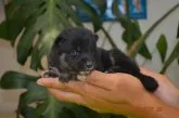 柴犬(標準サイズ)【千葉県・男の子・2014年7月12日・黒】の写真1