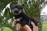 柴犬(標準サイズ)【千葉県・男の子・2019年7月7日・黒】の写真2