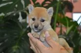 柴犬(標準サイズ)【千葉県・女の子・2015年7月21日・赤】の写真3