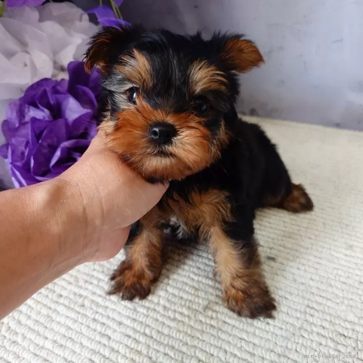 謙ちゃん 様のお迎えした子犬