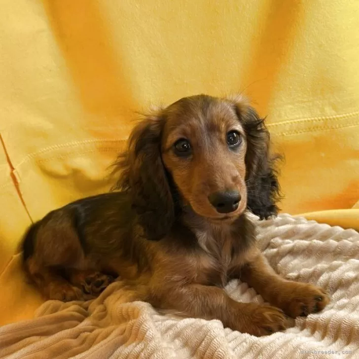 りょう 様のお迎えした子犬