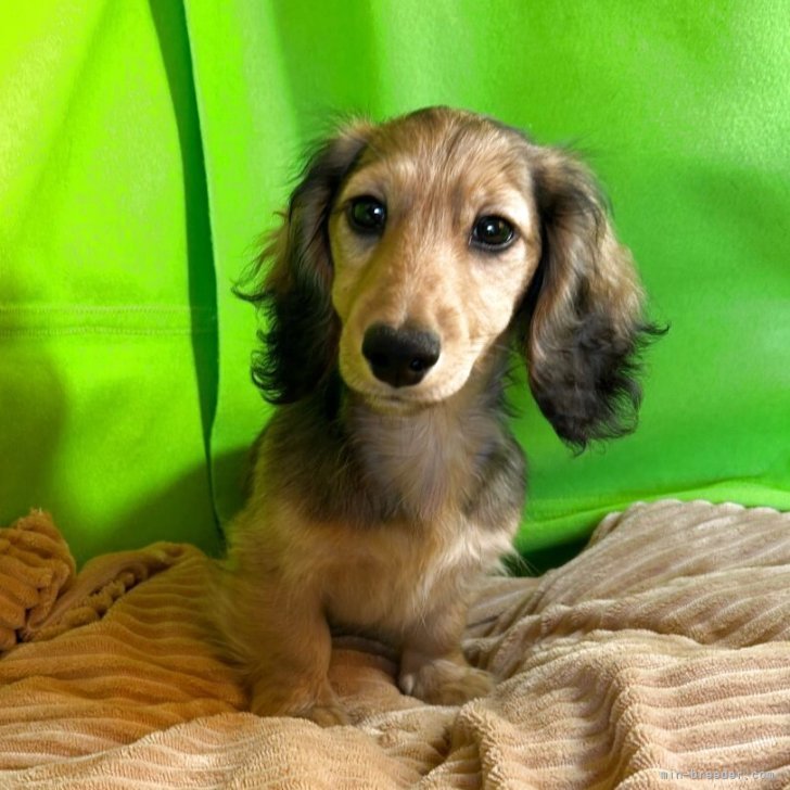 りょう 様のお迎えした子犬