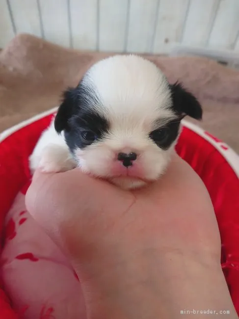 Y.I 様のお迎えした子犬