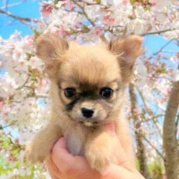 チワワ(ロング)【岡山県・男の子・2023年2月4日・フォーン】の写真「いつもそばにいるよ❤️」